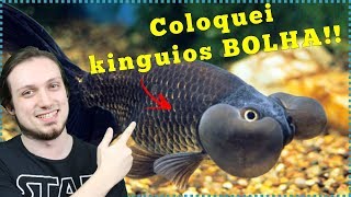 Coloquei vários kinguios BOLHA em nosso AQUÁRIO [upl. by Laing]