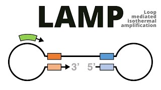 Loop mediated isothermal amplification LAMP protocol explained [upl. by Ericka]