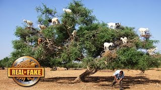 12 Goats In A tree real or fake [upl. by Dorren]