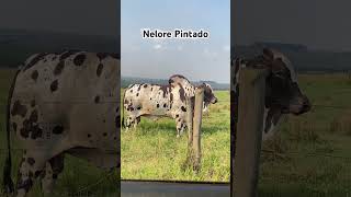 Nelore Pintade de qualidade é Nelore Jubran pecuaria fazenda nelorepintado [upl. by Freddy]