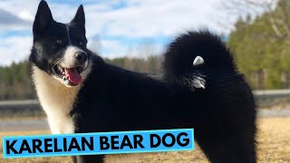 Karelian Bear Dog  TOP 10 Interesting Facts [upl. by Garnet]