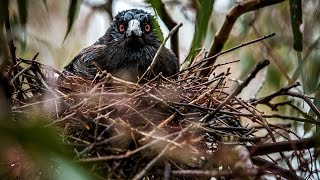 A bird’s eye view on magpie attacks [upl. by Valery]