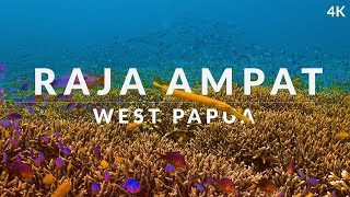 This is Raja Ampat 4k  dive into the dream of biodiversity [upl. by Nirroc]