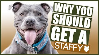 STAFFORDSHIRE BULL TERRIER 5 Reasons Why YOU SHOULD GET a Staffy [upl. by Nnaharas486]