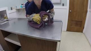 VET VISIT GONE WRONG Cat Attacks Veterinarian [upl. by Ahtanaram539]