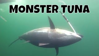 MONSTER TUNA  Giant Bluefin caught in record time in PEI [upl. by Linus687]