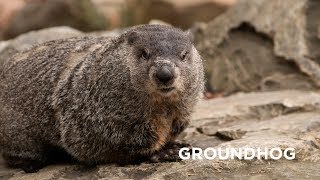 Creature Feature Groundhog [upl. by Ibrek272]