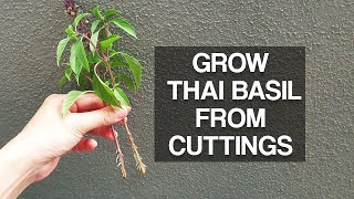 GROW THAI BASIL  Quickly from cuttings [upl. by Lehcsreh689]