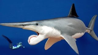 Worlds Most BIZARRE SHARK  Real or Fake [upl. by Einneg897]