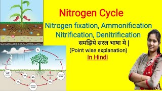 Nitrogen Cycle in Hindi  nitrogen fixation  Ammonification  Nitrification  Denitrification [upl. by Mullac]