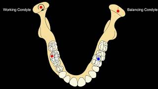 Eccentric mandibular movements Lateral amp Protrusive Movements [upl. by Devonna]