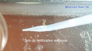 HOWTO Zebrafish easily mating and collecting embryos by GENDANIO [upl. by Lednahs]