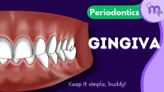 Introduction to Gingiva  Parts  Functions  Periodontology  Animated Explanation [upl. by Winna]