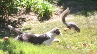 Cat catches squirrel [upl. by Odlanor358]