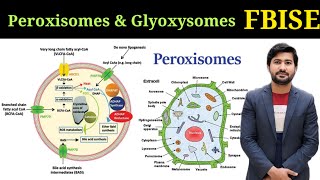 Peroxisomes and Glyoxysomes structure and functions Fbise class 11 chapter 1 biology [upl. by Ahsiekar]