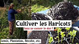 Les Haricots au Potager [upl. by Hacim]