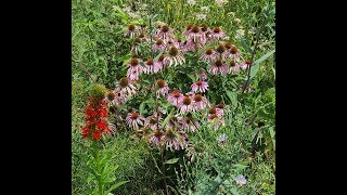 How to Start and Grow Pale Purple Coneflower From Seed Echinacea pallida [upl. by Niamrej897]