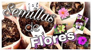 GERMINANDO SEMILLAS DE FLORES 🌼🍃🌸 Probando método   Principiantes [upl. by Nonnahs125]