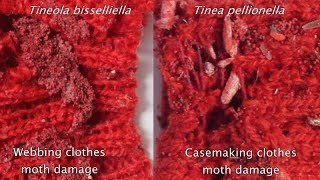 Signs of Clothes Moth Damage [upl. by Sigismundo]