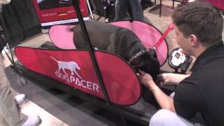 dogPACER dog Treadmill  all dogs LOVE it [upl. by Anbul365]