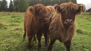 Scottish Highland Cattle In Finland Fluffy calves mooing moo moo moo [upl. by Airdnalahs]