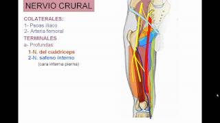 INERVACION DE MIEMBRO INFERIOR 4 [upl. by Mellisa773]