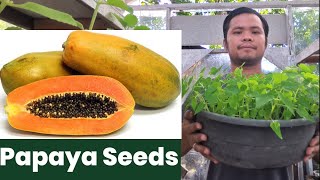 HOW TO PLANT PAPAYA SEEDS  Lets Dong it [upl. by Acsecnarf207]