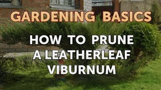 How to Prune a Leatherleaf Viburnum [upl. by Naraj361]