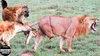 ¡Espantado La Hiena Le Arrancó La Pata Al León Durante Un Feroz Enfrentamiento Y ¿Qué Pasó Después [upl. by Ydaj]