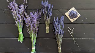 All About Lavender  identifying different varieties harvesting bundles and removing the buds [upl. by Nadruoj]