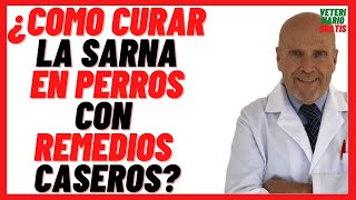 🟠 13 REMEDIOS CASEROS para combatir la SARNA en PERROS 🟠Como CURAR la SARNA en PERROS Naturalmente [upl. by Seale]