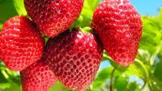 Cómo Cultivar Fresas en Colombia  TvAgro por Juan Gonzalo Angel [upl. by Eberhart]