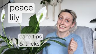 PEACE LILY CARE  Spathiphyllum Care Tips amp Tricks [upl. by Megdal]