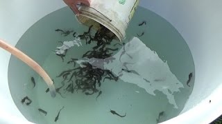 Starting a catfish Clarias batrachus farm  home 200 fish in a 500 liter tank with 2 week update [upl. by Plafker344]