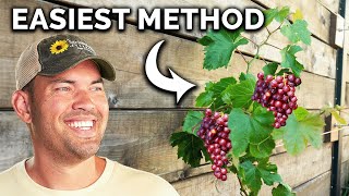 Backyard Grape Trellis Build [upl. by Tumer668]