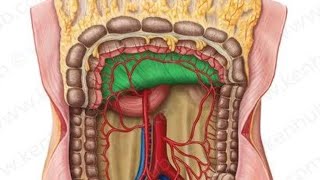 Mesenteries Model Embryo  2nd Year MBBS OSPE [upl. by Eirrac]