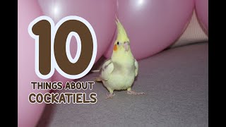 💭 10 Things About Cockatiels 📜 [upl. by Rosenbaum168]