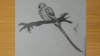 How to draw a Parrot  Parrot drawing easy  Drawing tutorial for beginners [upl. by Baese]