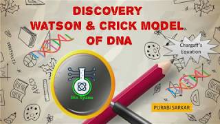 The discovery of DNA Miescher Avery Chargaff and the path to Watson and Cricks model [upl. by Arekat]