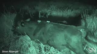 Watch two vampire bats suck blood from a cow  Science News [upl. by Oilut]