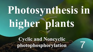 Photosynthesis in higher plants  Cyclic and non cyclic photophosphorylation  level 1  NEET MCQ [upl. by Enylhsa]