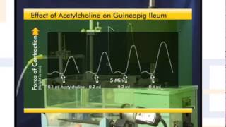 Drug Response Curve DRC of Acetylcholine [upl. by Yud]