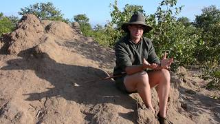 How a termite mound works [upl. by Sirromal261]