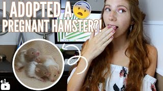 I ADOPTED A PREGNANT HAMSTER 😱 Meet Honey amp the babies [upl. by Nylrehs]