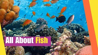 All About Fish  Learn the characteristics and facts about fish  Science Lesson [upl. by Sterner]