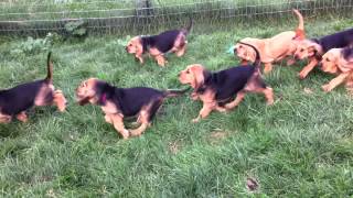 Bloodhound Puppies Chase 7 Weeks Old [upl. by Bollinger912]