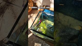 আমার স্নেইল আর ফাইটার মাছের সেটাপ 😍  petlover fish aquarist aquarium shorts [upl. by Anerak]