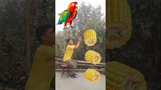 Rounding cut corns to Duck Peacock Pigeon amp Parrot  Birds names magic video [upl. by Elehcar]