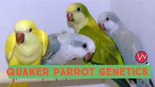 Quaker Parrot Genetics  Breeding Combinations [upl. by Yelkcub159]