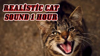 CAT MEOW SOUND  1 Hour of Cat Meowing  REALİSTİC CAT SOUND 1 HOUR 2023 [upl. by Wilone]